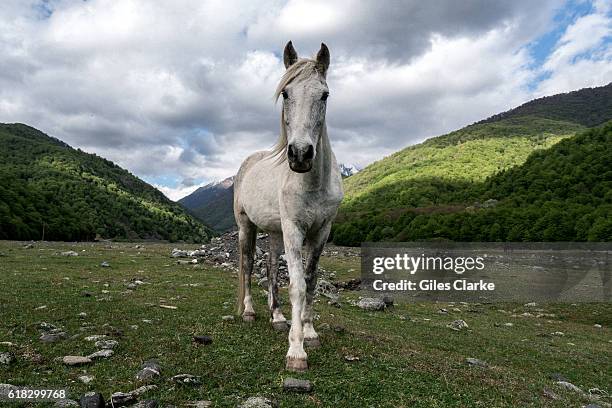 Pankisi StockFotos und Bilder Getty Images