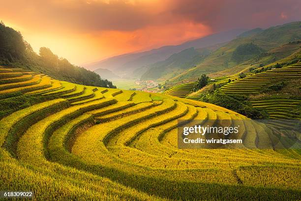 rice fields terraced on sunset - mù cang chải - fotografias e filmes do acervo