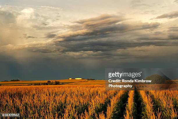 corn field at sunset - olio di mais foto e immagini stock
