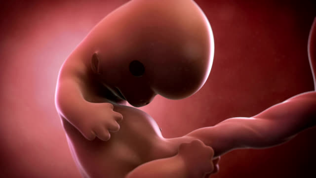 991 Human Embryo Videos and HD Footage - Getty Images