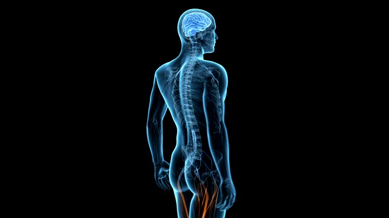 12,284 Human Nervous System Videos and HD Footage - Getty Images 12,284 Human Nervous System Videos and HD Footage - Getty Images