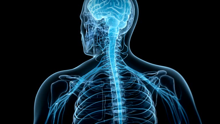 12,284 Human Nervous System Videos and HD Footage - Getty Images 12,284 Human Nervous System Videos and HD Footage - Getty Images
