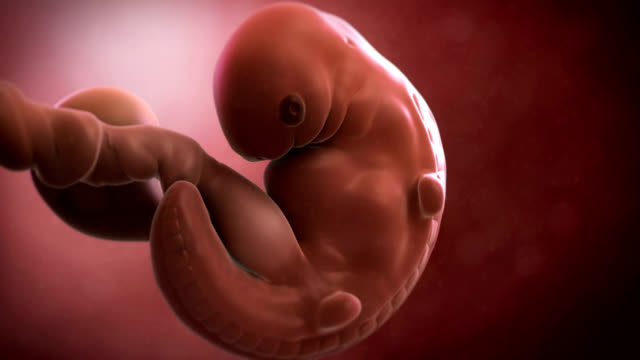 984 Human Embryo Videos and HD Footage - Getty Images