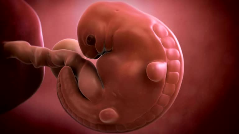 984 Human Embryo Videos and HD Footage - Getty Images 984 Human Embryo Videos and HD Footage - Getty Images