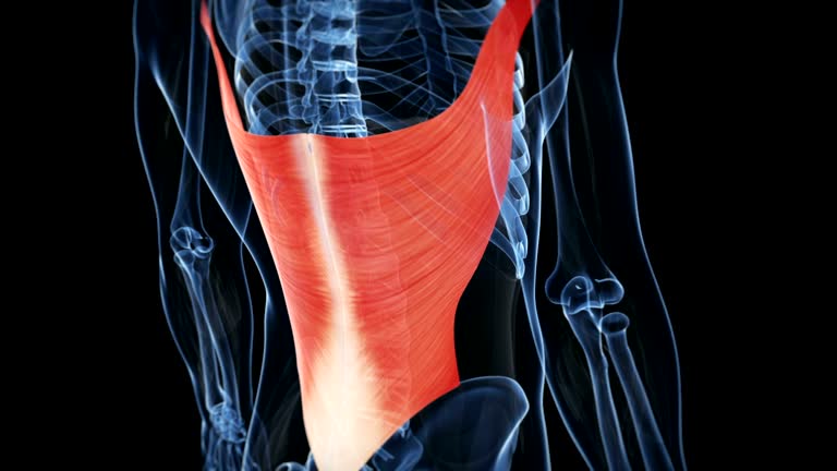 68 Latissimus Dorsi Videos and HD Footage - Getty Images 68 Latissimus Dorsi Videos and HD Footage - Getty Images