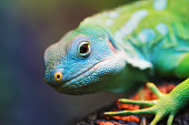 Lizard close up animal portrait