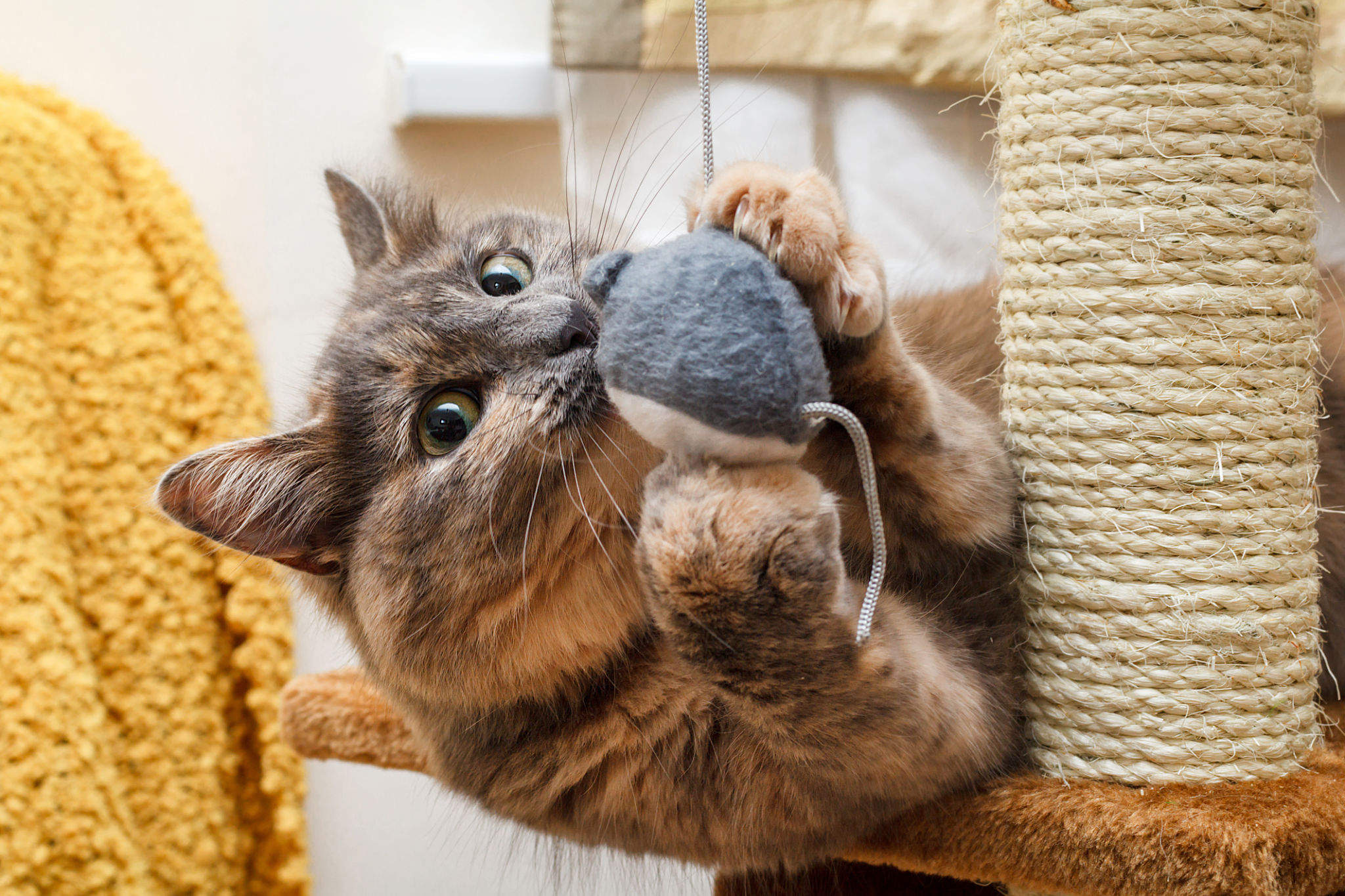 Playful cat Playful cat