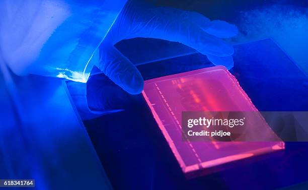 caja de luz ultravioleta de laboratorio durante la electroforesis para la detección de adn - forens fotografías e imágenes de stock