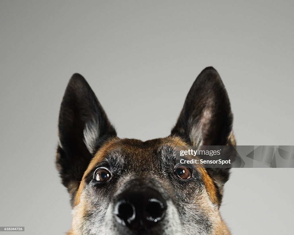 Malinois Hund Studio Porträt