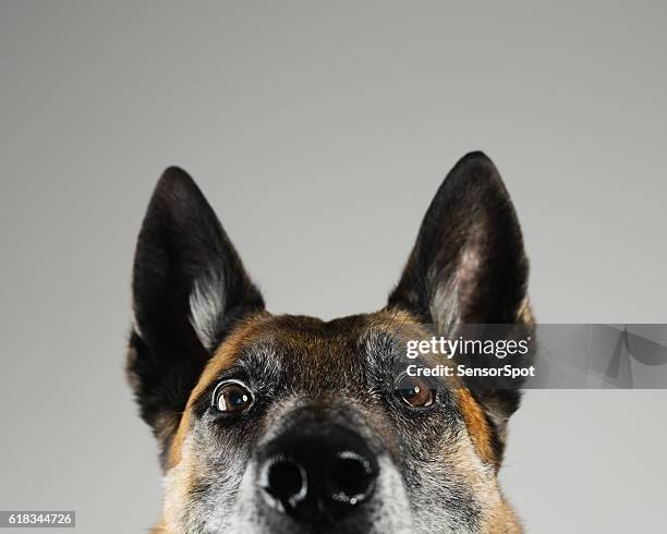 ritratto dello studio per cani malinois - cane pelo nero foto e immagini stock