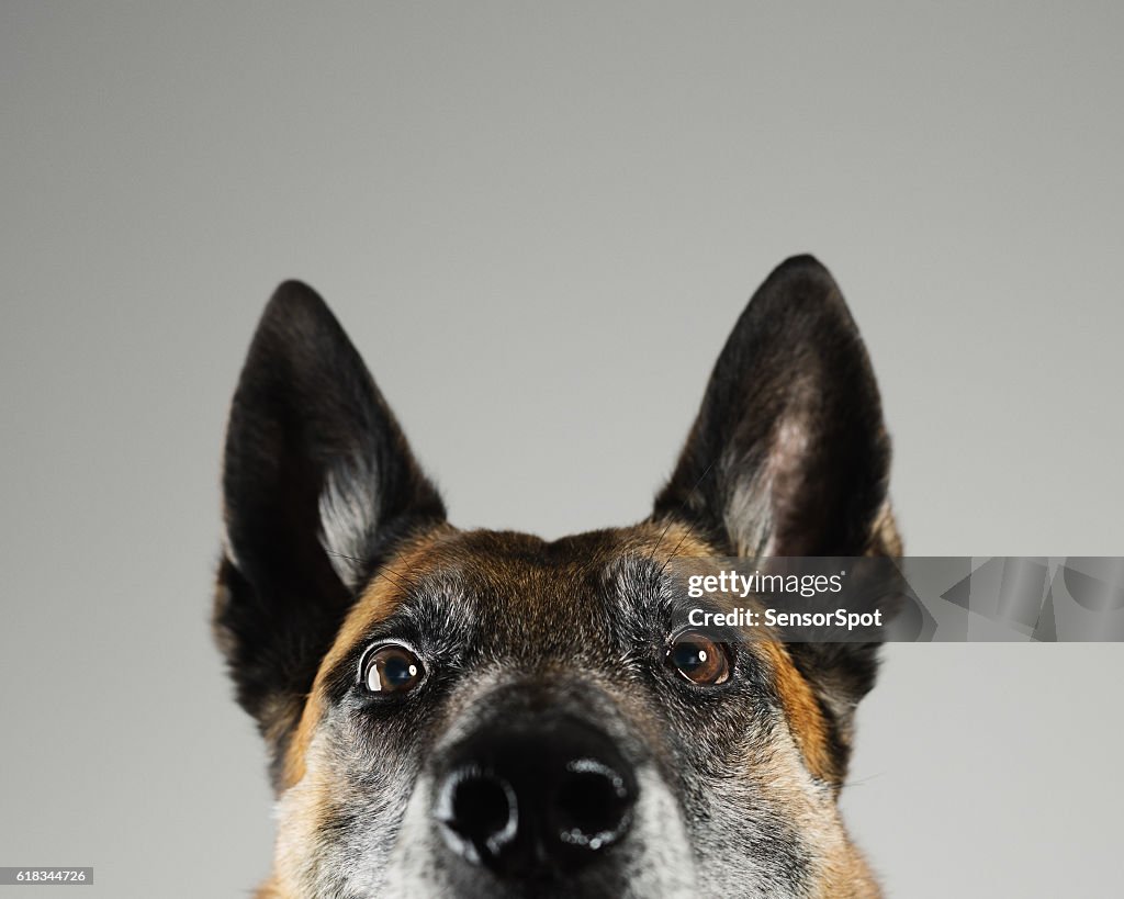 Malinois dog studio portrait