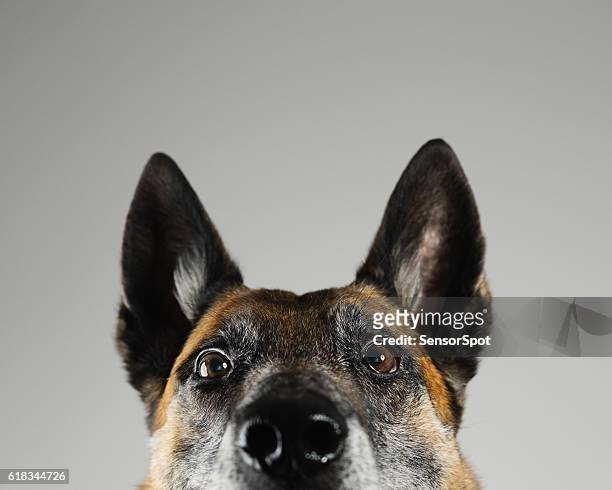 malinois dog studio portrait - ear stockfoto's en -beelden