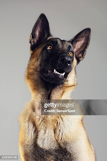 malinois dog studio portrait - guard dog stock pictures, royalty-free photos & images