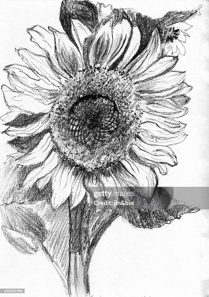 Sunflower sketch