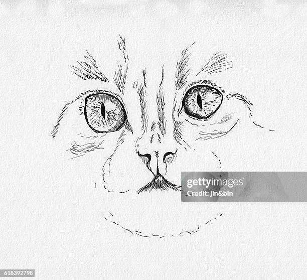 cat face illustration - pet clothing stock illustrations