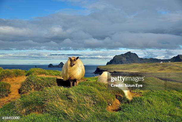 sheep in the wind on heimaey island in iceland. - heimaey fotografías e imágenes de stock