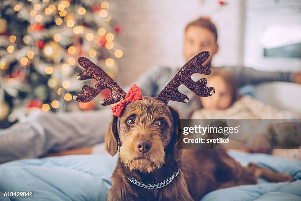 私もクリスマスが大好き! - bedroom photos ストックフォトと画像