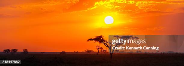 savanna sunrise et acacia tree dans le serengeti, tanzanie afrique - savane photos et images de collection