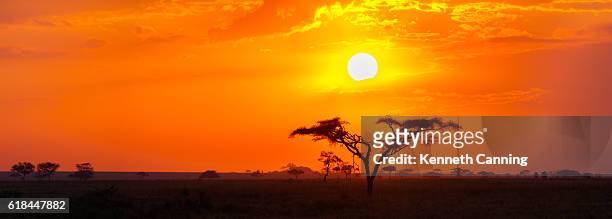 savanna sunrise and acacia tree in the serengeti, tanzania africa - savannah stock pictures, royalty-free photos & images