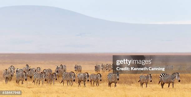 アフリカサバンナのシマウマの群れと黄金の草原 - zebra herd ストックフォトと画像