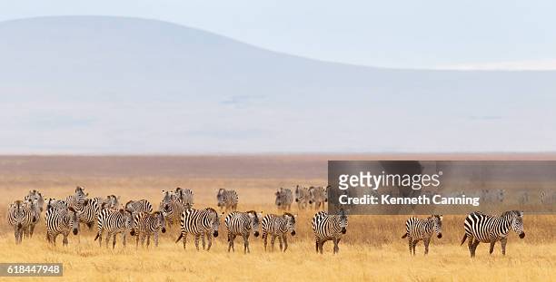 zebra herd and golden grasslands of the african savanna - zebra herd stock pictures, royalty-free photos & images