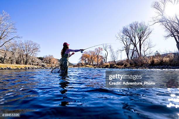 mujer fly fisher casting y captura de peces - fly fishing fotografías e imágenes de stock