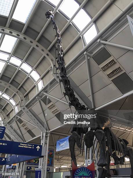 dinosaur - brachiosaurus stock pictures, royalty-free photos & images