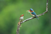 Banded kingfisher ( Lacedo pulchella ) bird  with prey