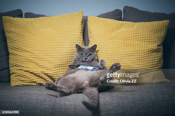 lazy cat is leaning on sofa with cellphone - hairy asian stock pictures, royalty-free photos & images