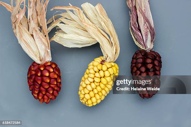 corncobs on a blue background - indian corn stock-fotos und bilder