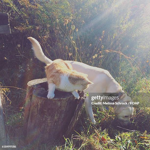 cat and dog in backyard - cat on top of dog stock pictures, royalty-free photos & images