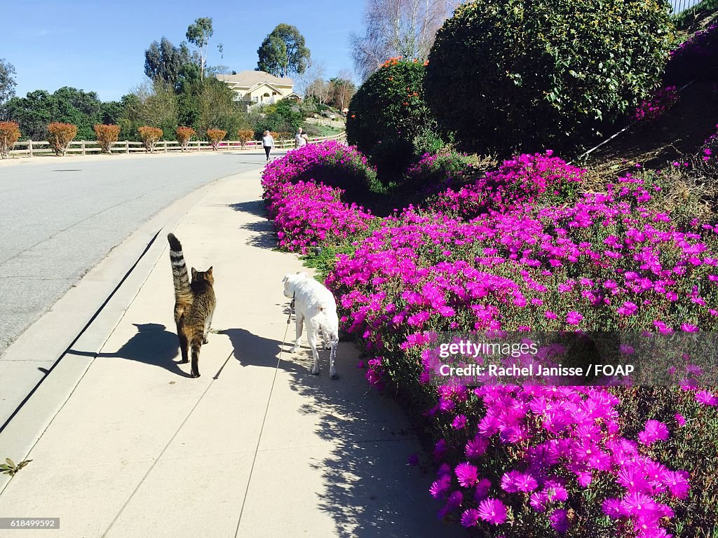 Cat and dog walking together