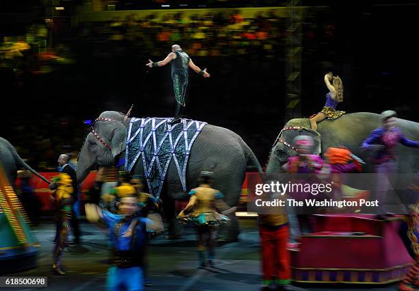 Tabayara Maluenda, standing on Tonka the elephant, encourages the crowd to cheer for the elephants at the show held at Verizon Center in Washington,...