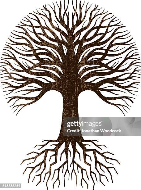 Tree Trunk And Roots Photos and Premium High Res Pictures - Getty Images