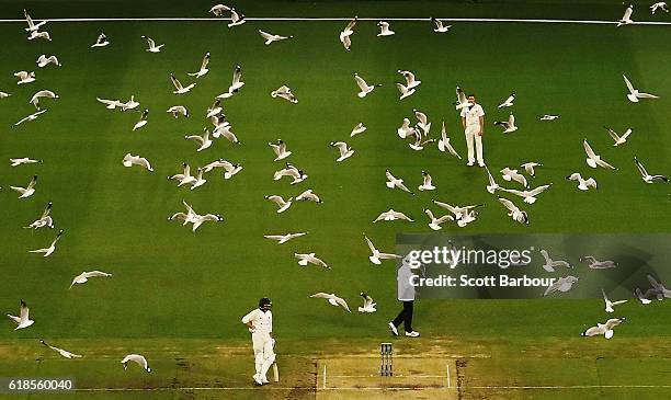 Flock of seagulls fly past as Chris Tremain of Victoria prepares to bowl during day three of the Sheffield Shield match between Victoria and Tasmania...