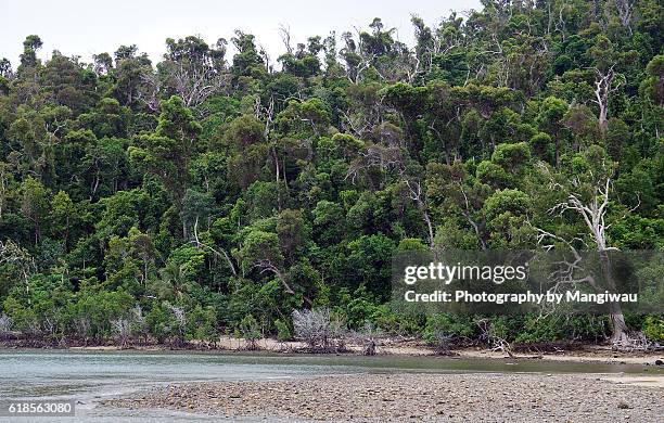 dunk island - mission beach queensland stock pictures, royalty-free photos & images