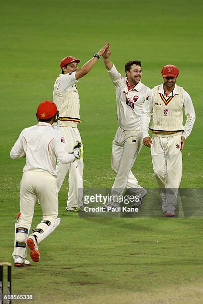 Travis Head of the Redbacks celebrates the wicket of Ashton Agar of the Warriors during day three of the Sheffield Shield match between Western...