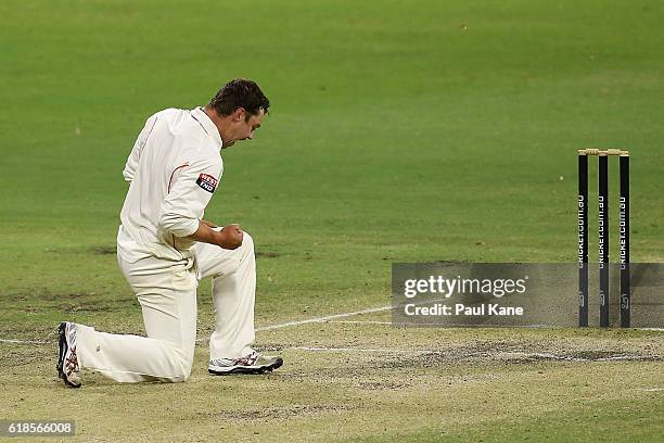 Travis Head of the Redbacks celebrates the wicket of Ryan Duffield of the Warriors during day three of the Sheffield Shield match between Western...