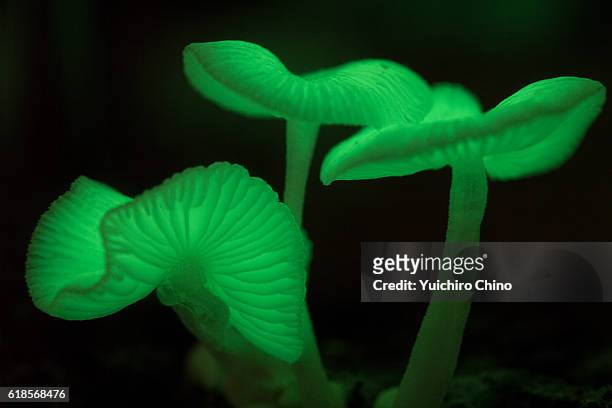light emitting mushrooms - bioluminescence stock-fotos und bilder