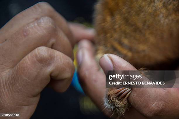 Detail of a hand of a pygmy anteater , known as a silky anteater, is seen at the Huachipa Zoo in Lima, Peru on October 26, 2016. / AFP / Ernesto...