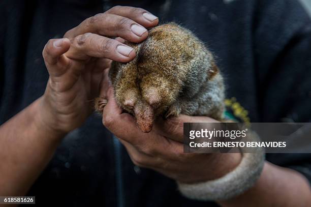 Pygmy anteater , known as a silky anteater, is seen at the Huachipa Zoo in Lima, Peru on October 26, 2016. / AFP / Ernesto BENAVIDES