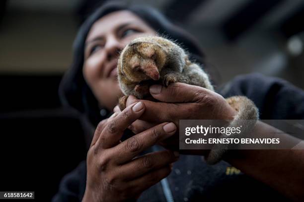 Pygmy anteater , known as a silky anteater, is seen at the Huachipa Zoo in Lima, Peru on October 26, 2016. / AFP / Ernesto BENAVIDES