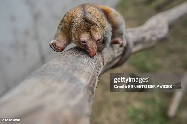 Pygmy anteater , known as a silky anteater, is seen at the Huachipa Zoo in Lima, Peru on October 26, 2016. / AFP / Ernesto BENAVIDES