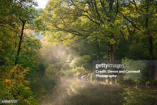 autumn, dartmoor - devon foto e immagini stock