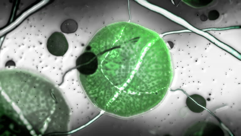 Germs Moving 5,850 Bacteria Animation Stock Videos, Footage, & 4K Video Clips ...