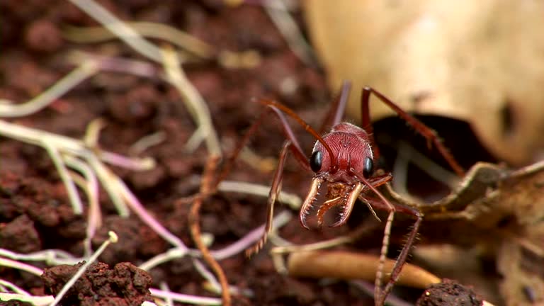 Bull Land Insect 8,102 Insect Head Stock Videos, Footage, & 4K Video Clips - Getty Images