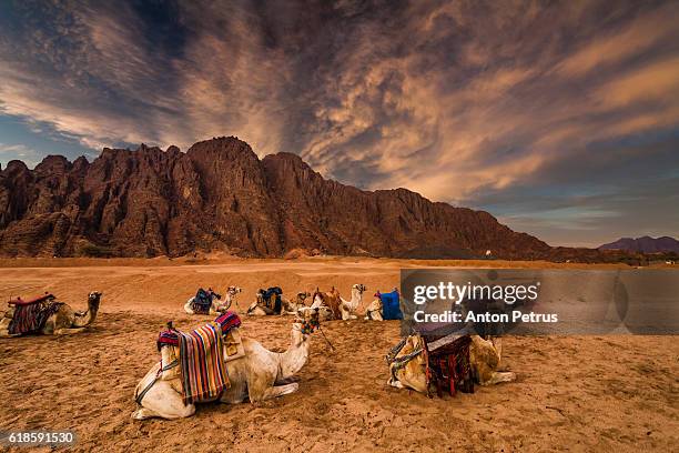 camels in the desert at sunset - riding camel stock pictures, royalty-free photos & images