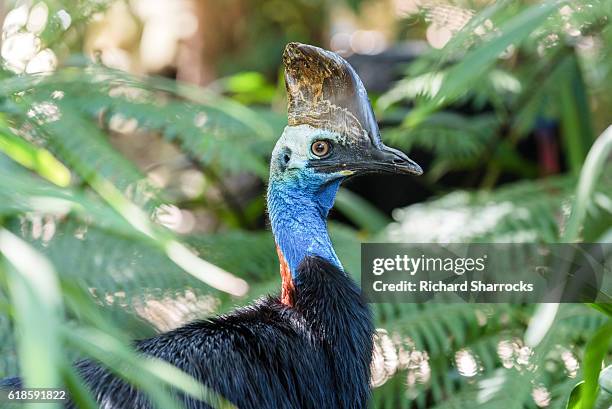 southern cassowary - casoar photos et images de collection