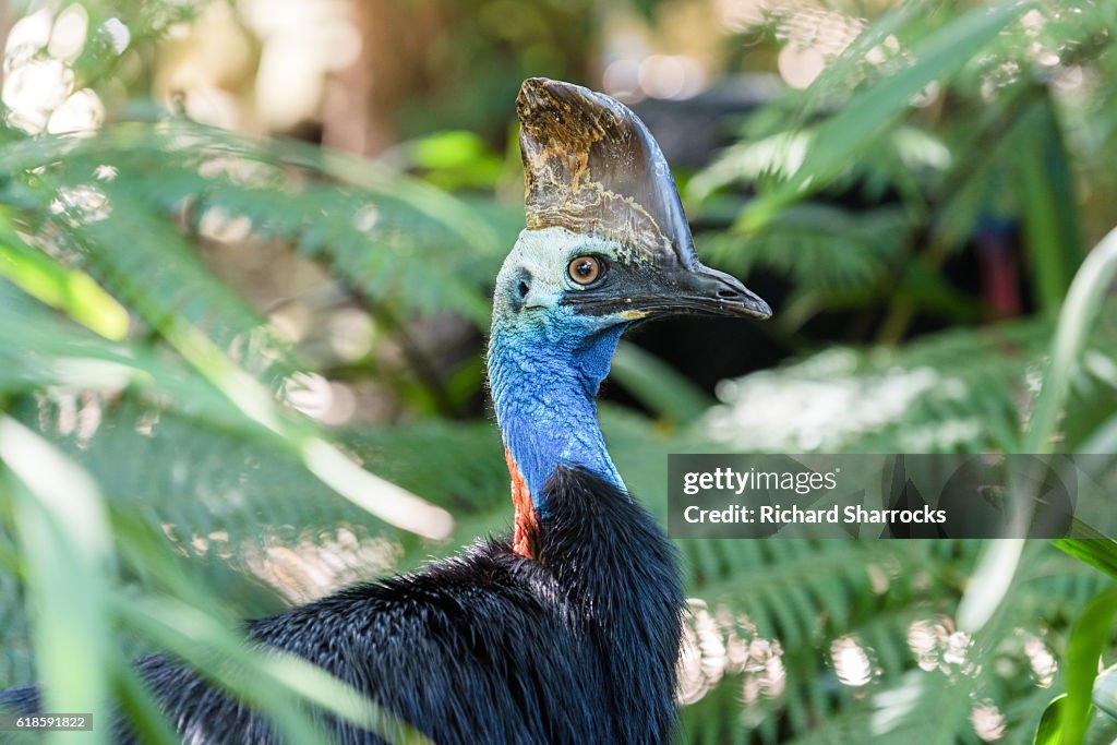 Southern Cassowary