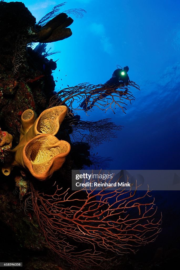 Caribbean Reef